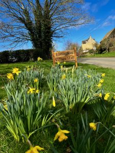 Daffodils on the bank at Ebrington Village Hall